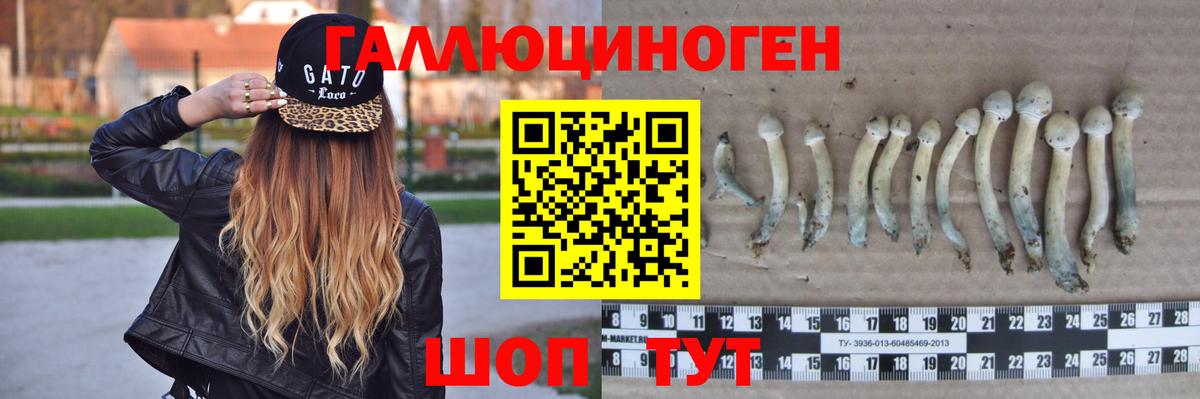Галлюциногенные грибы Psilocybine cubensis Светлоград